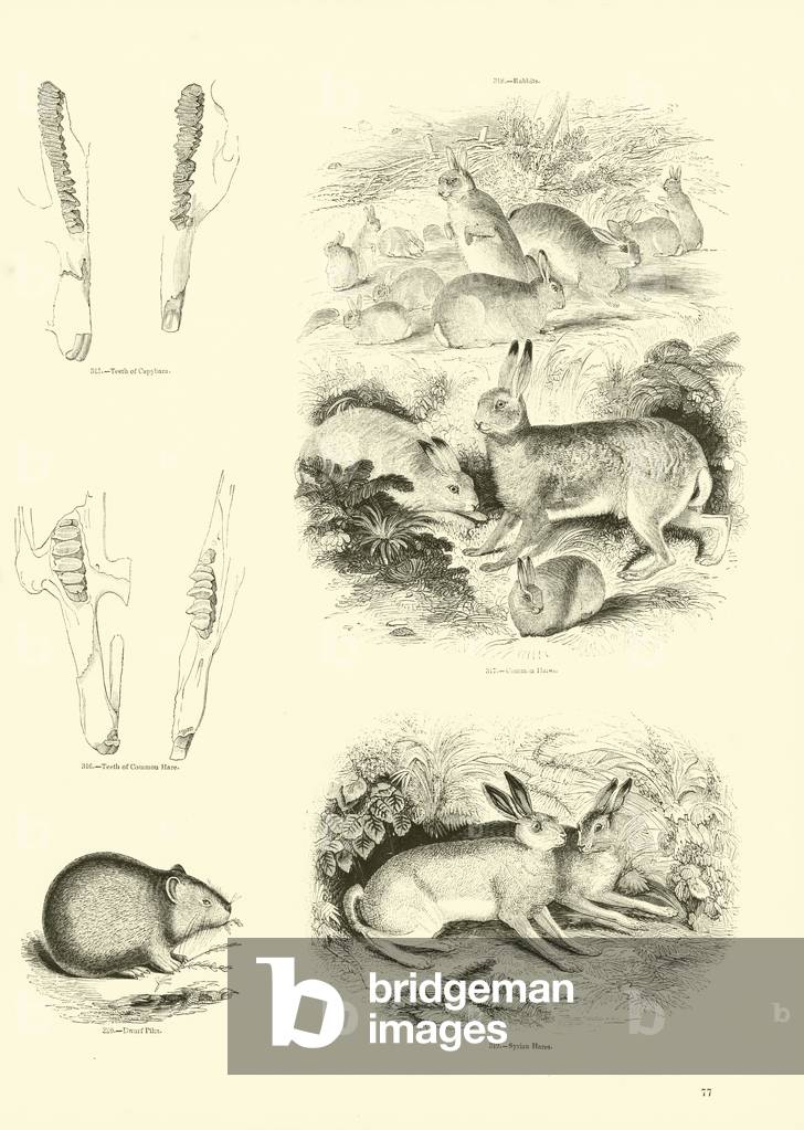 Page from The Pictorial Museum of Animated Nature (engraving)