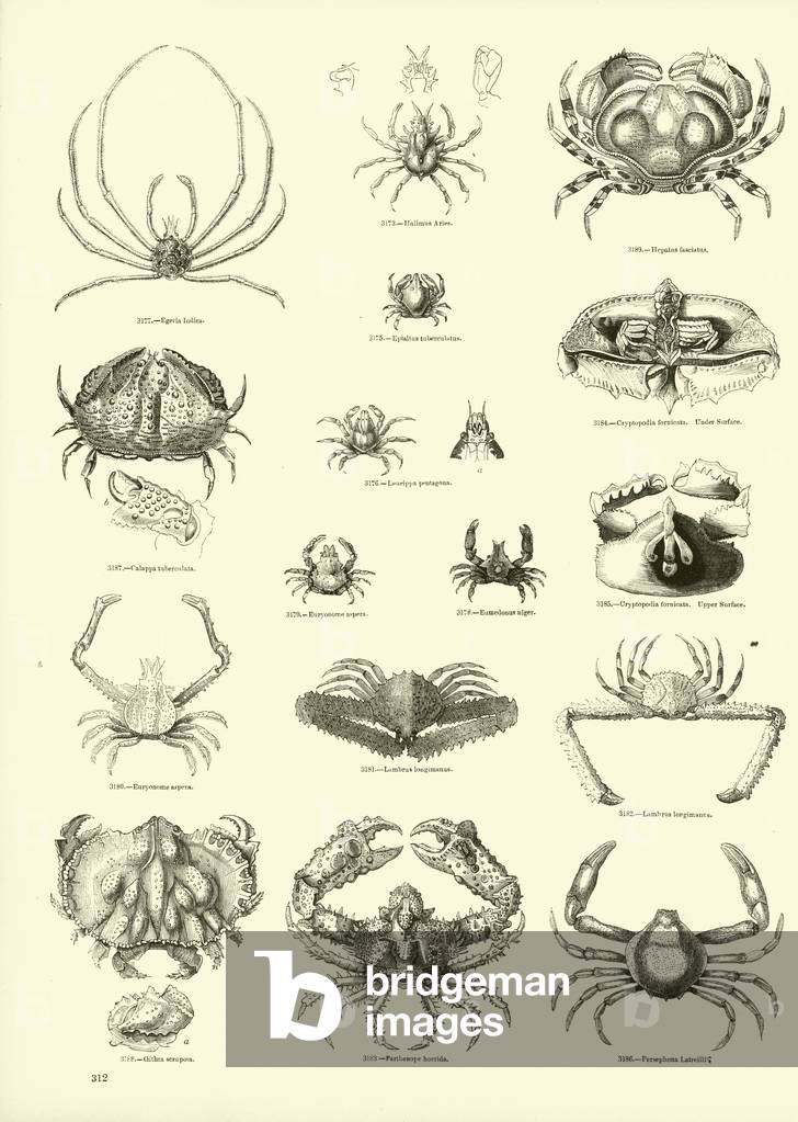 Page from The Pictorial Museum of Animated Nature (engraving)