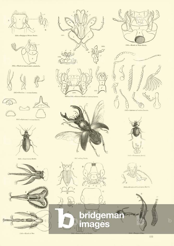 Page from The Pictorial Museum of Animated Nature (engraving)