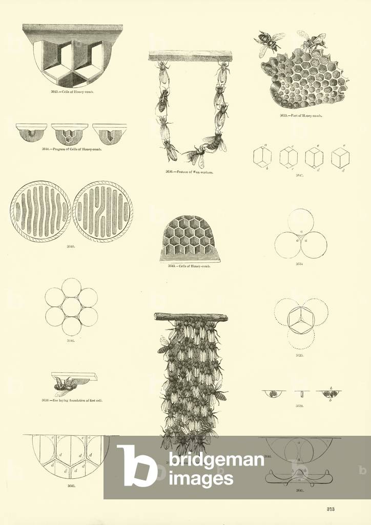 Page from The Pictorial Museum of Animated Nature (engraving)