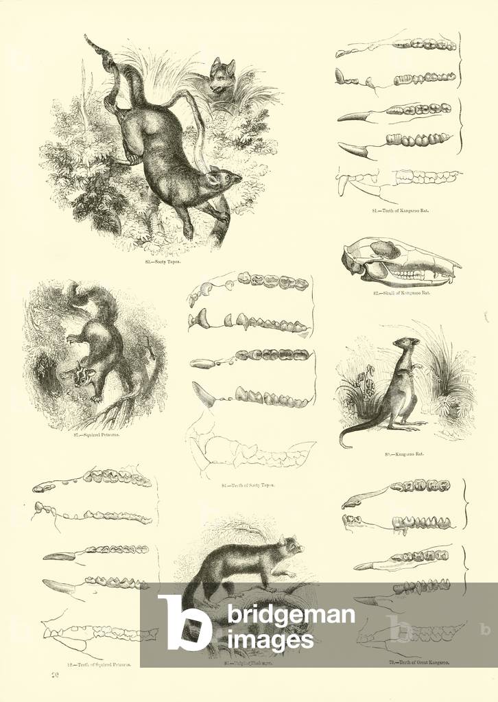 Page from The Pictorial Museum of Animated Nature (engraving)