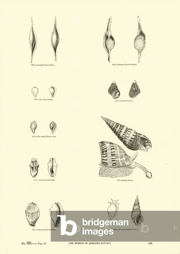 Page from The Pictorial Museum of Animated Nature (engraving)