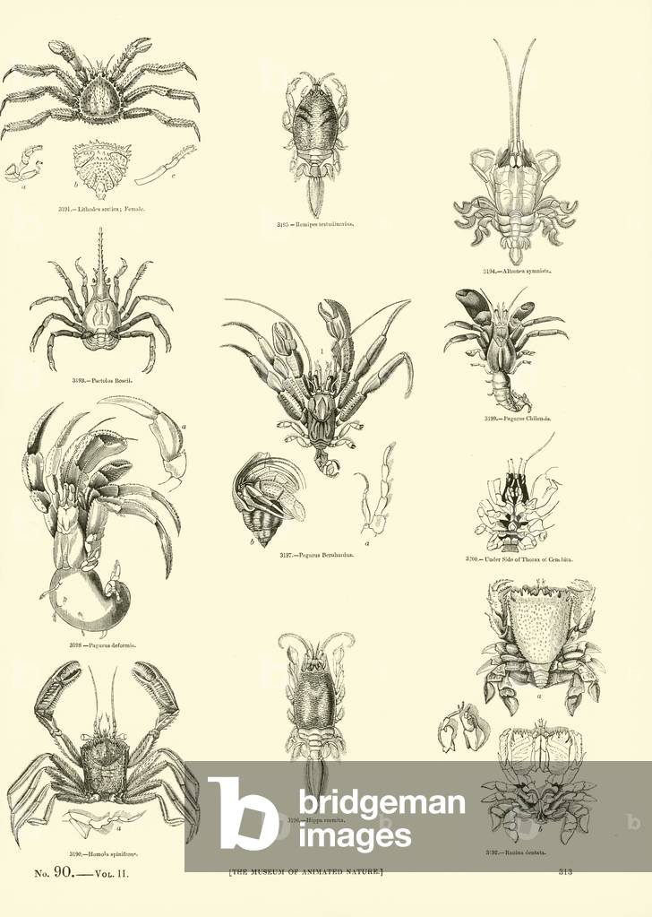 Page from The Pictorial Museum of Animated Nature (engraving)