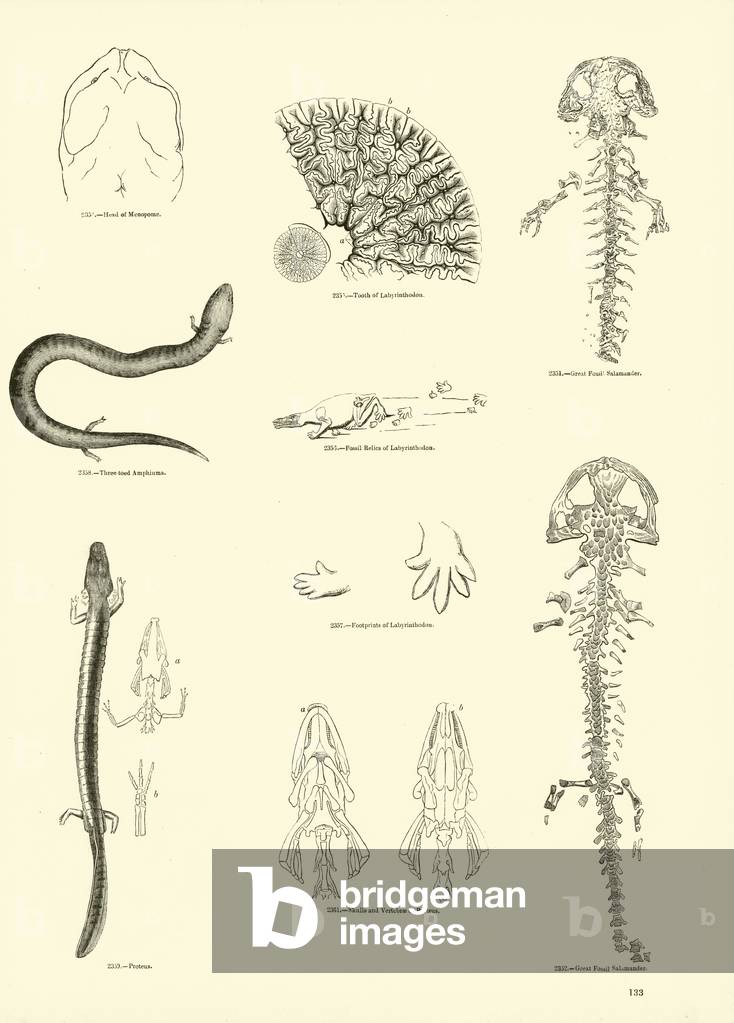 Page from The Pictorial Museum of Animated Nature (engraving)