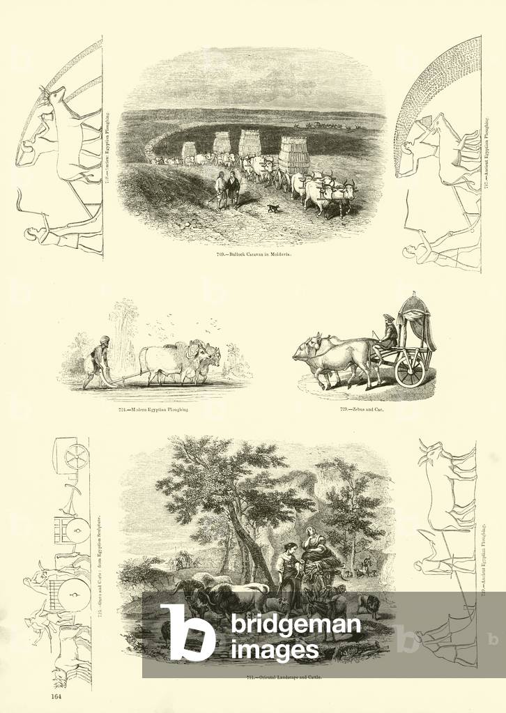 Page from The Pictorial Museum of Animated Nature (engraving)