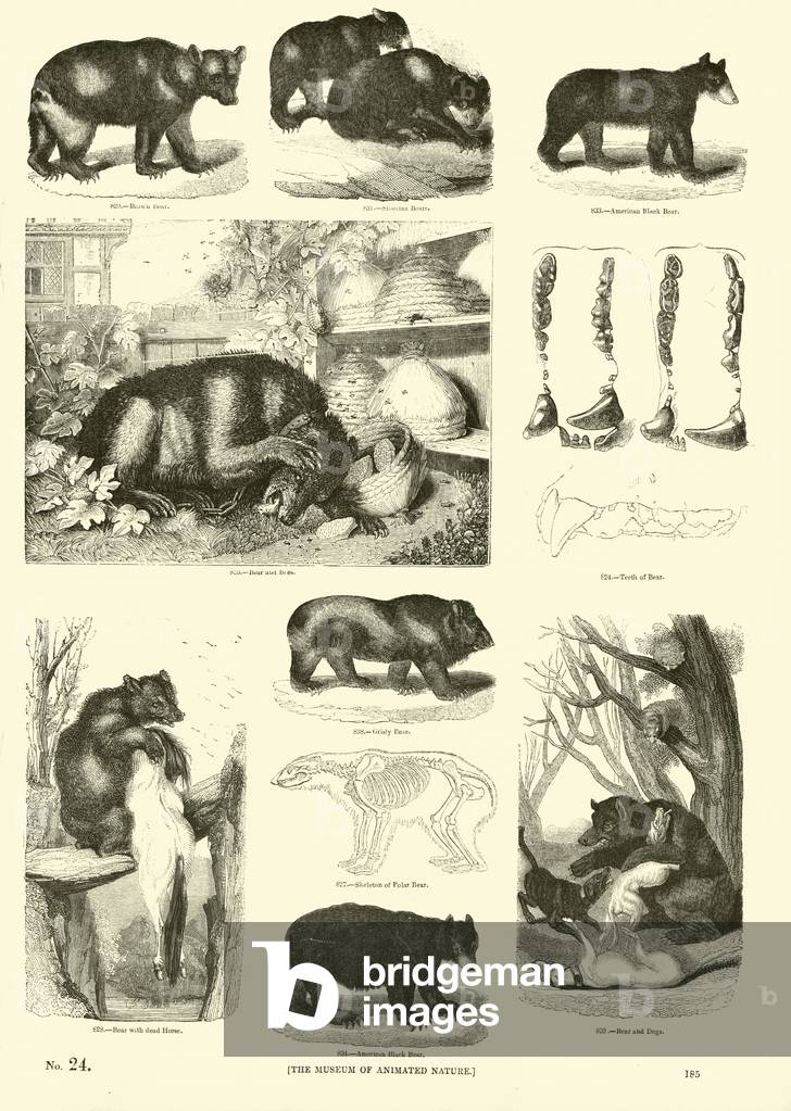 Page from The Pictorial Museum of Animated Nature (engraving)