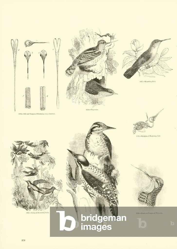 Page from The Pictorial Museum of Animated Nature (engraving)