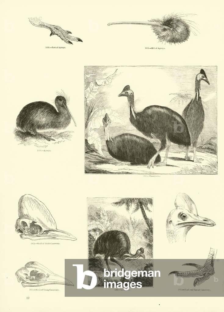 Page from The Pictorial Museum of Animated Nature (engraving)