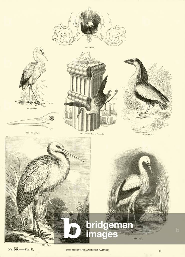 Page from The Pictorial Museum of Animated Nature (engraving)