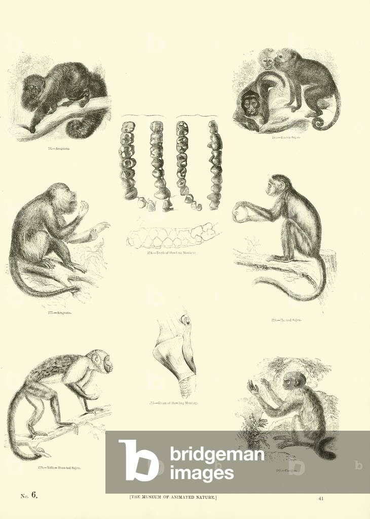 Page from The Pictorial Museum of Animated Nature (engraving)