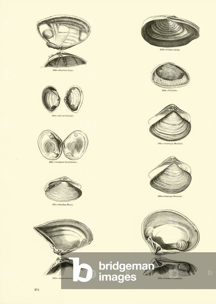 Page from The Pictorial Museum of Animated Nature (engraving)
