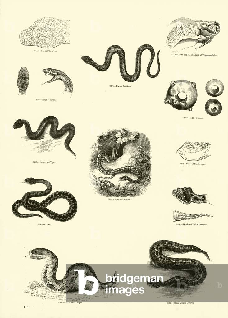 Page from The Pictorial Museum of Animated Nature (engraving)