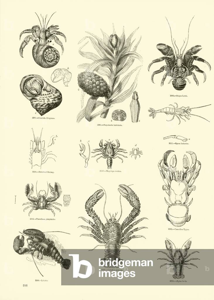Page from The Pictorial Museum of Animated Nature (engraving)