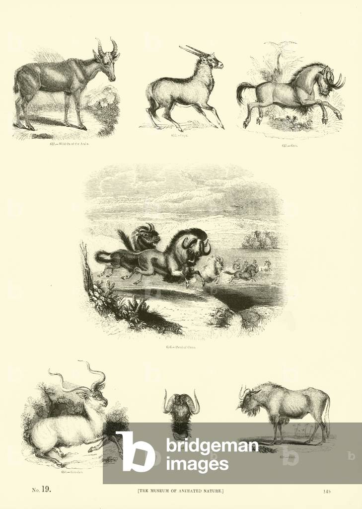 Page from The Pictorial Museum of Animated Nature (engraving)