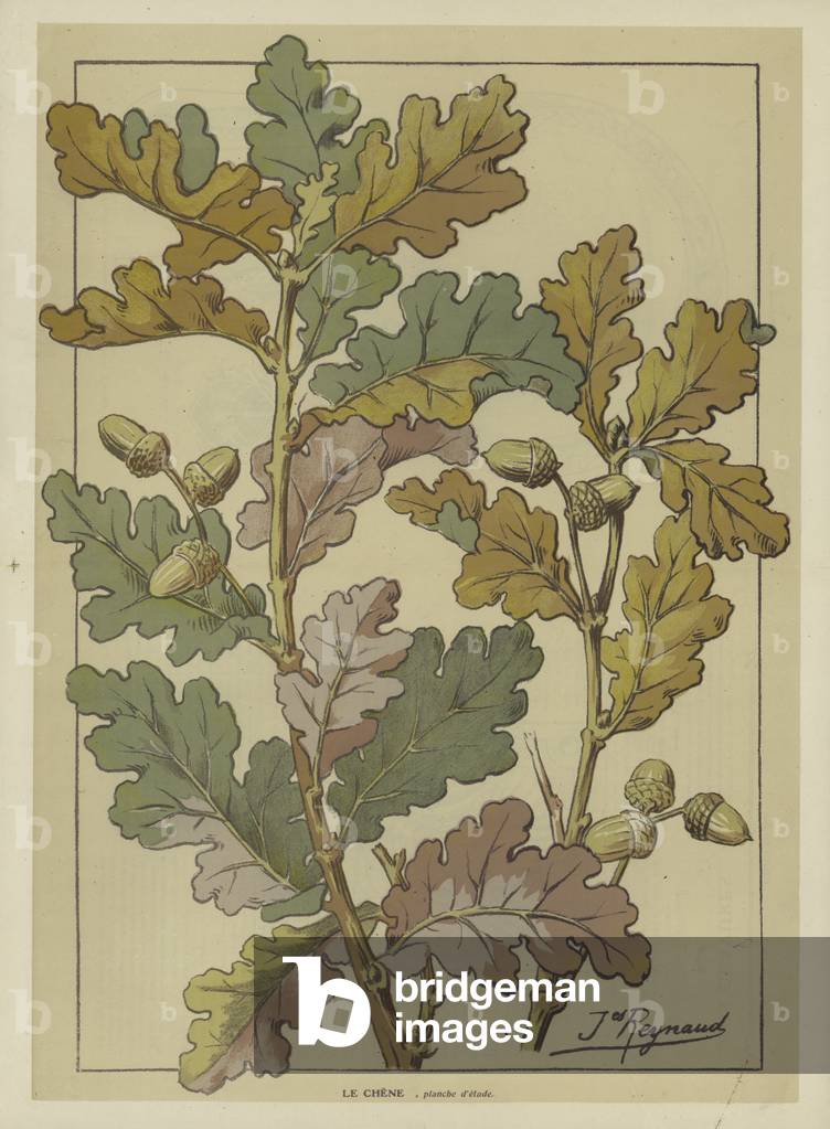 Oak branch, with leaves and acorns (colour litho)