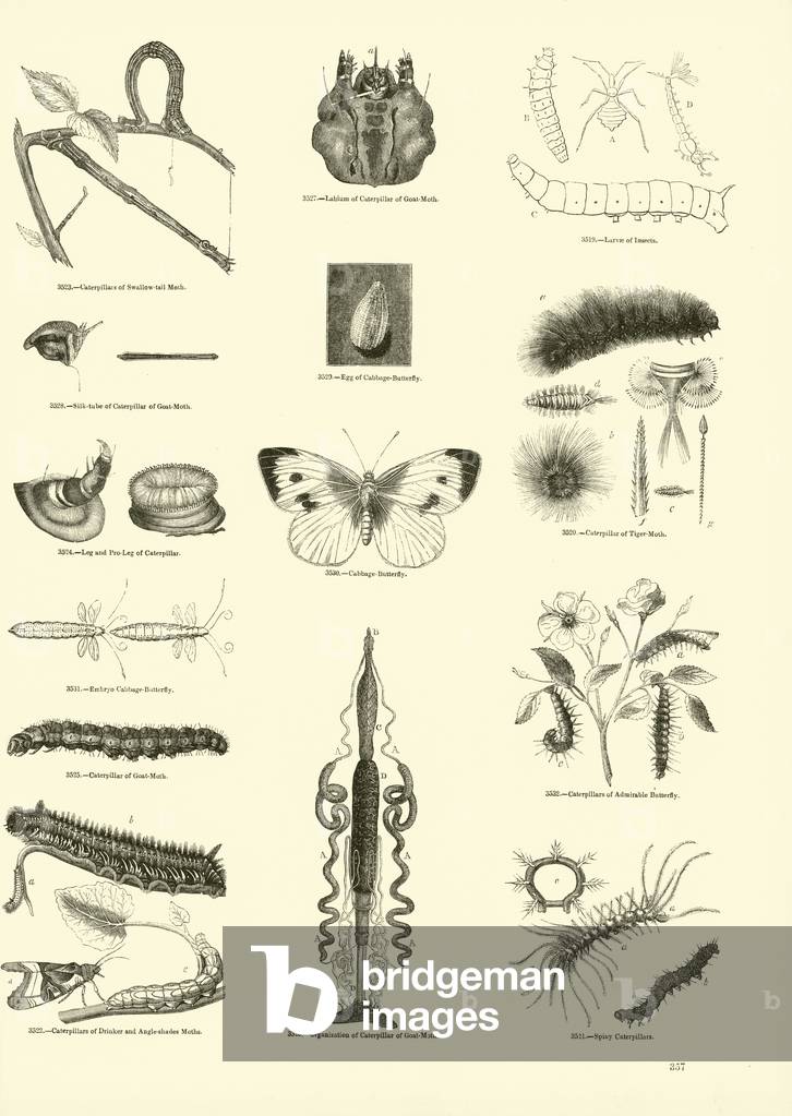 Page from The Pictorial Museum of Animated Nature (engraving)