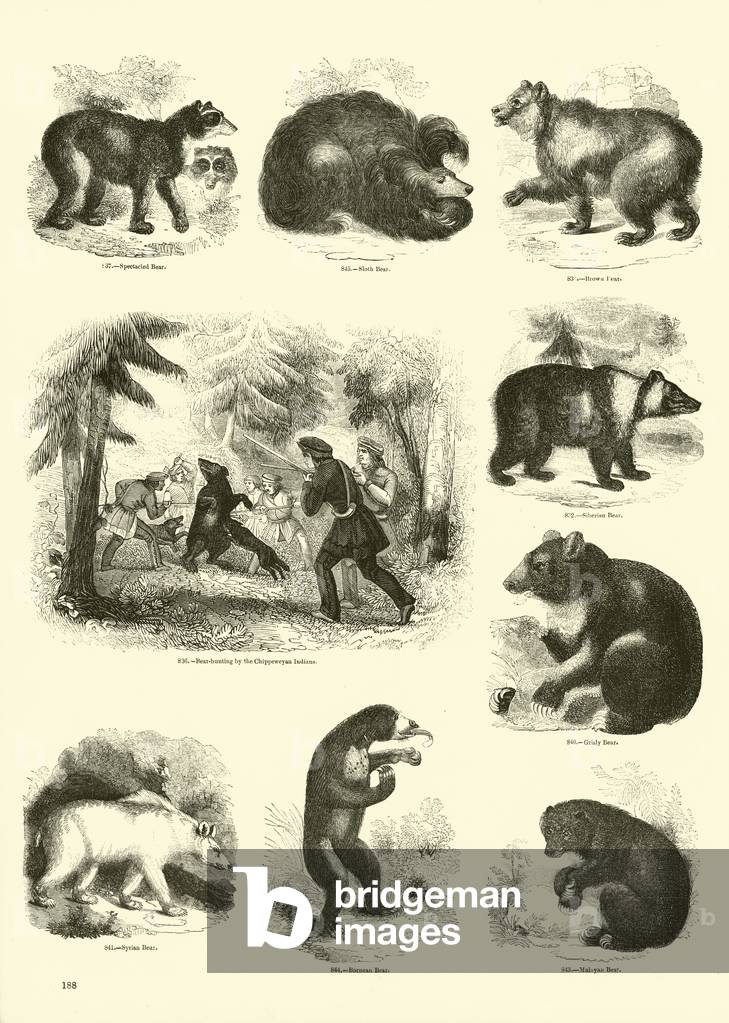 Page from The Pictorial Museum of Animated Nature (engraving)