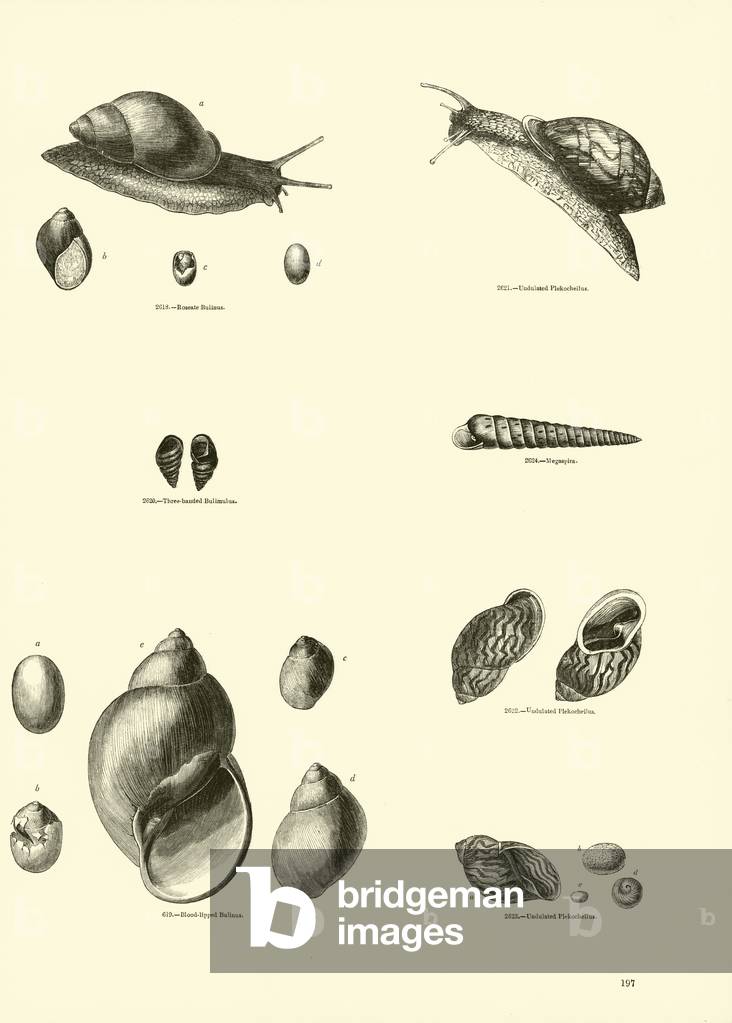 Page from The Pictorial Museum of Animated Nature (engraving)