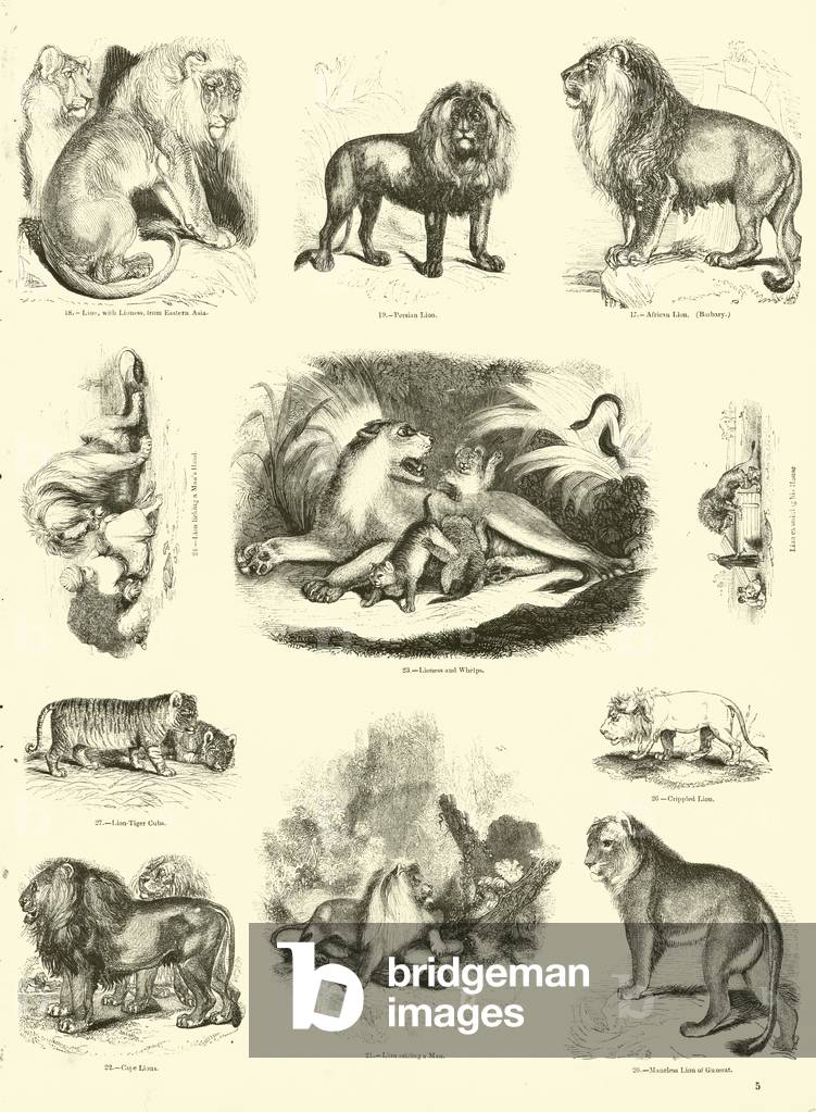 Page from The Pictorial Museum of Animated Nature (engraving)