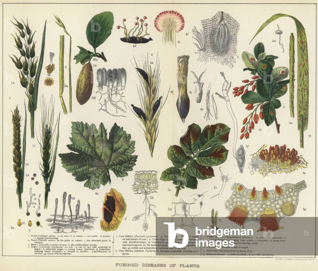 Fungoid diseases of plants (colour litho)