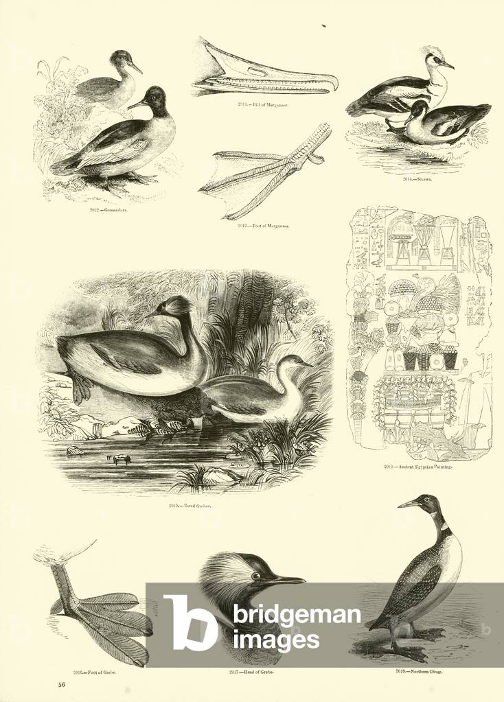Page from The Pictorial Museum of Animated Nature (engraving)