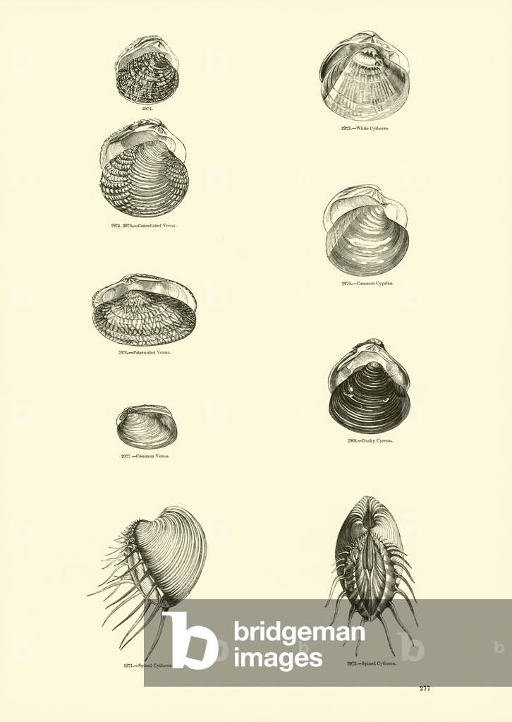 Page from The Pictorial Museum of Animated Nature (engraving)
