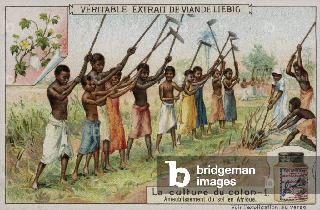 The production of cotton (chromolitho)