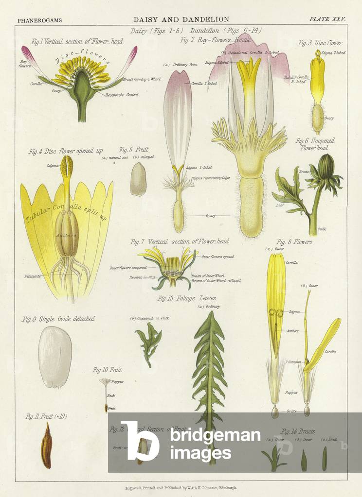 Daisy and Dandelion (colour litho)