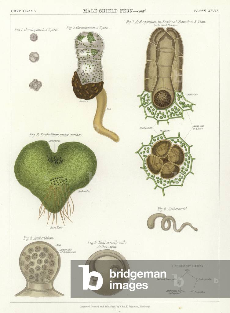 Male Shield Fern (colour litho)
