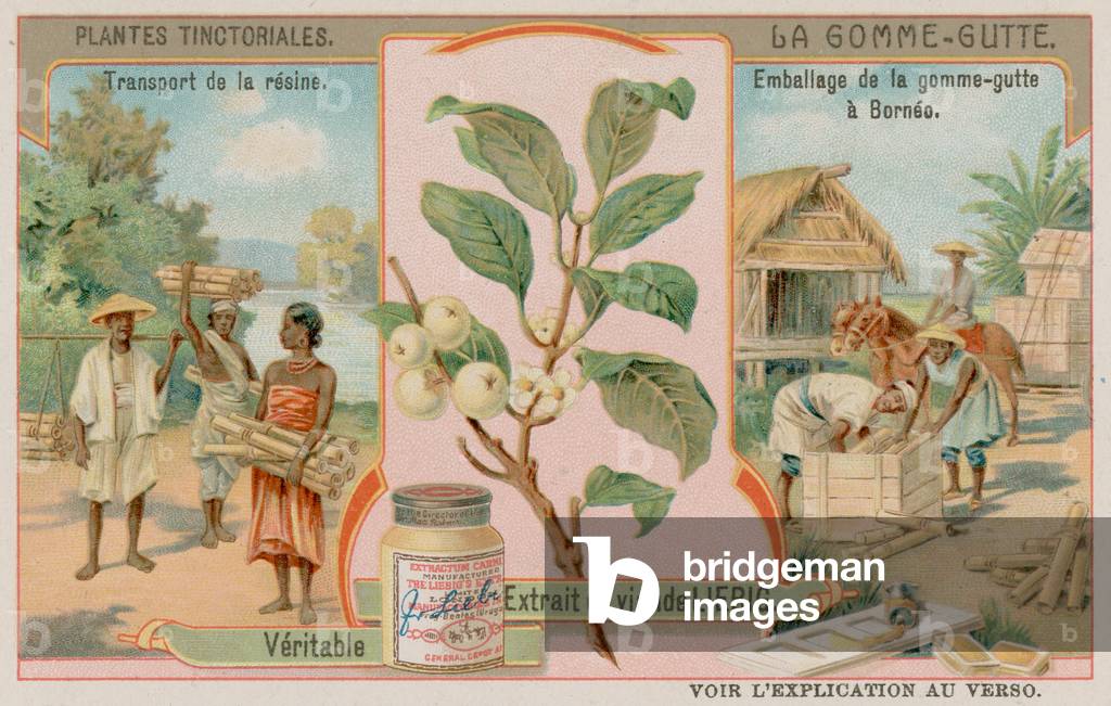 Gamboge and Its Transport from Borneo (chromolitho)