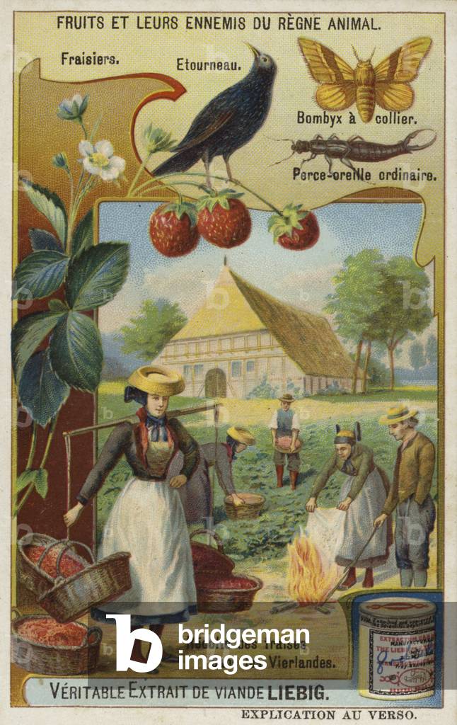 Strawberry harvest in Vierlanden, Hamburg, Germany (chromolitho)