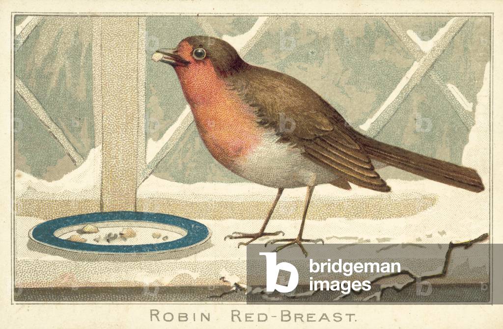 Robin Red-Breast (chromolitho)