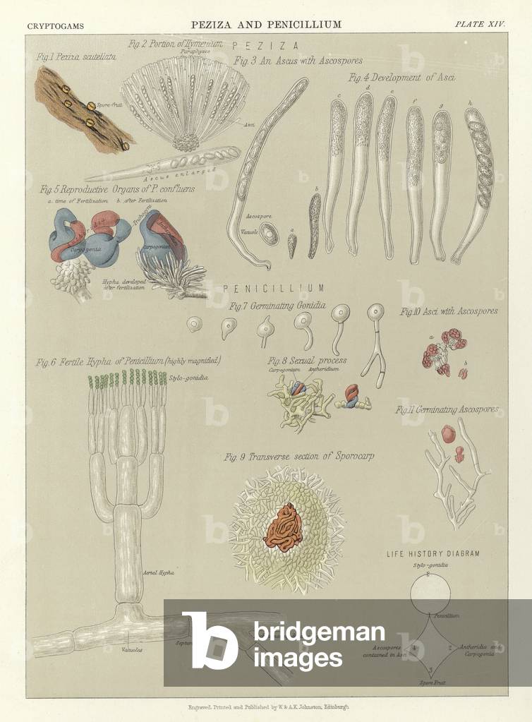 Peziza and Penicillium (colour litho)