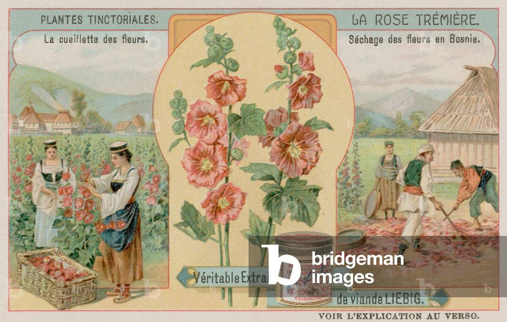 Hollyhocks Being Gathered in Bosnia (chromolitho)