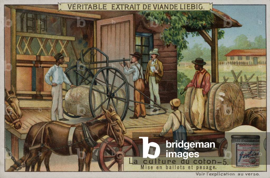 The production of cotton (chromolitho)