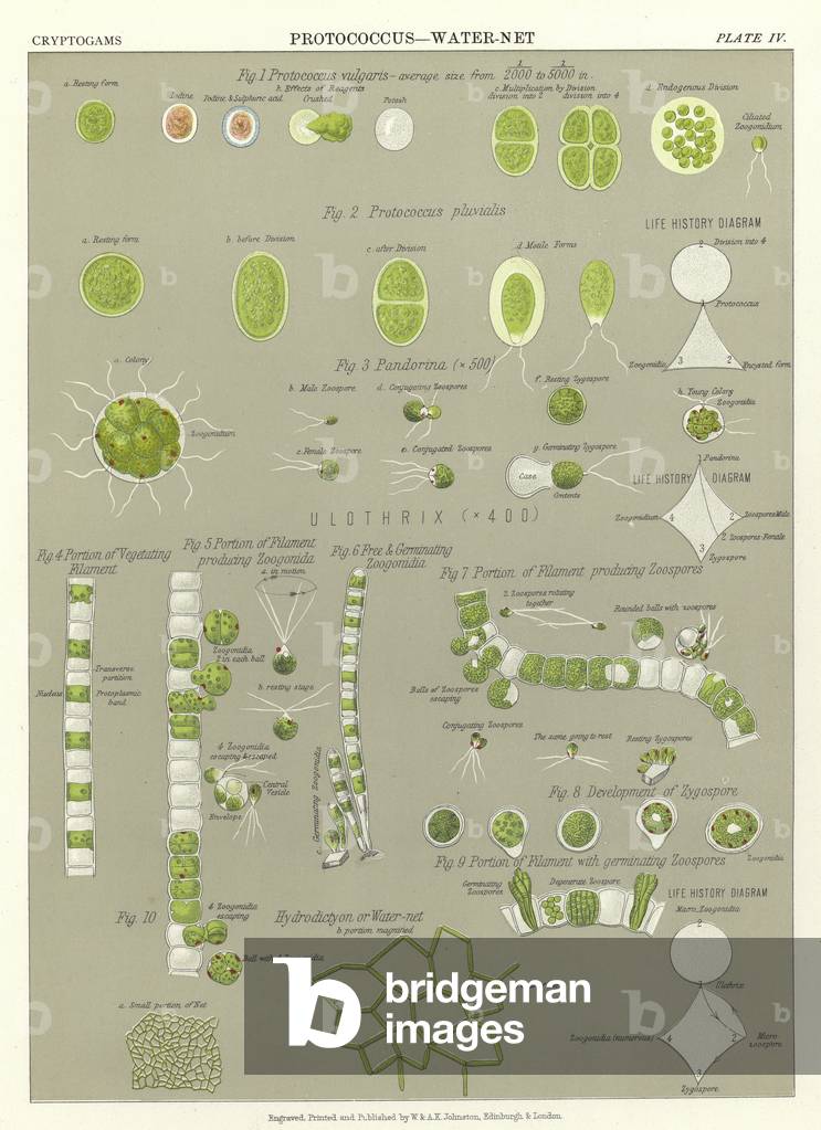 Protococcus, Water-Net (colour litho)