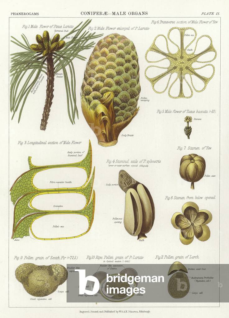 Coniferae, Male Organs (colour litho)