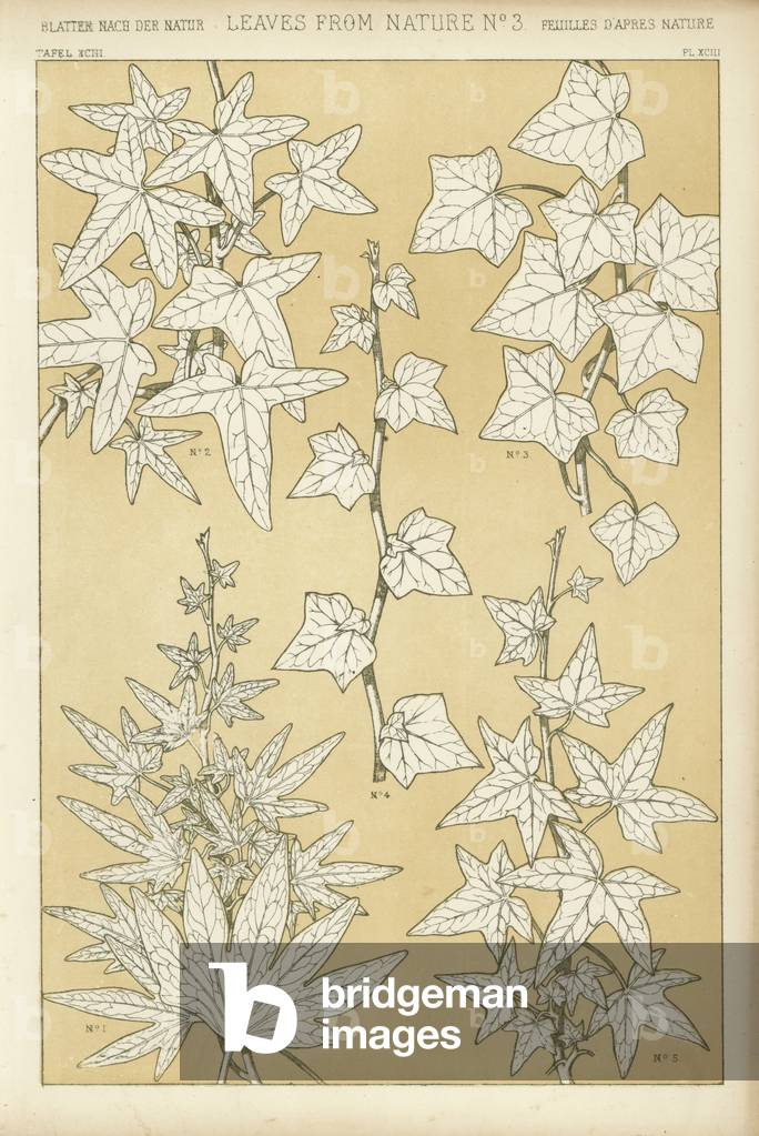 Leaves from Nature (colour litho)