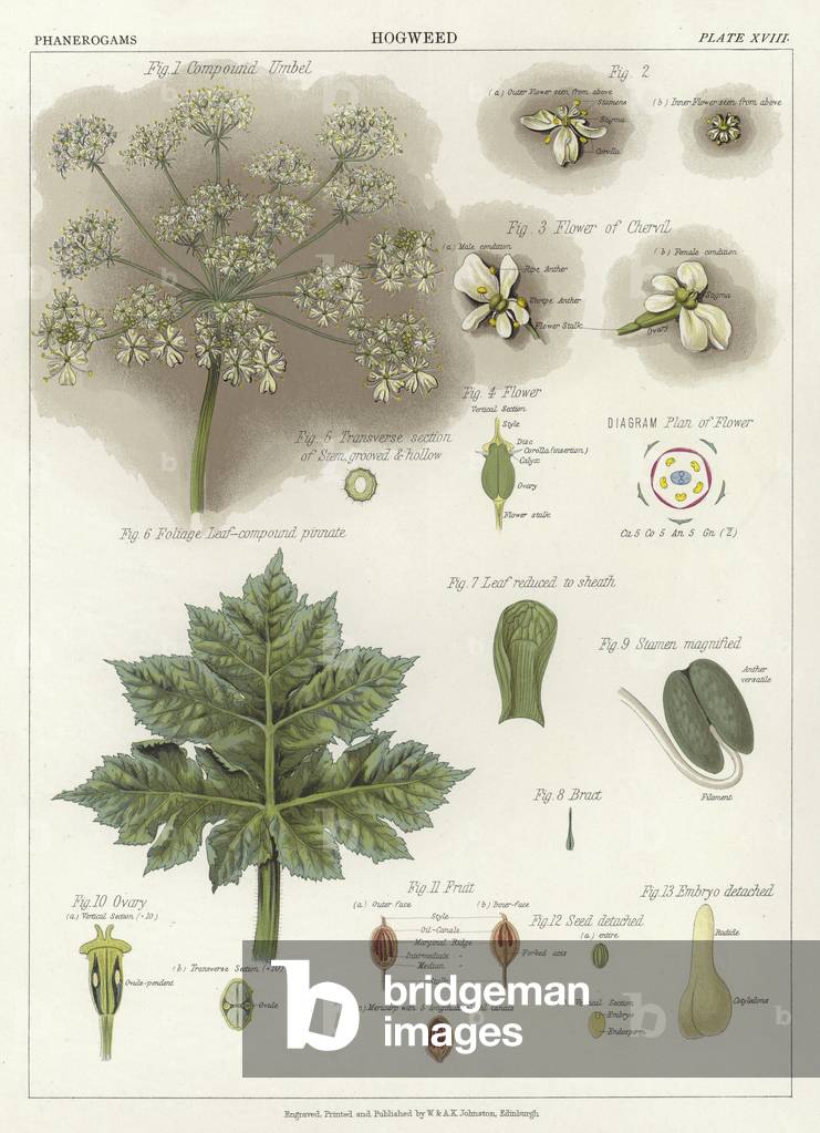 Hogweed (colour litho)