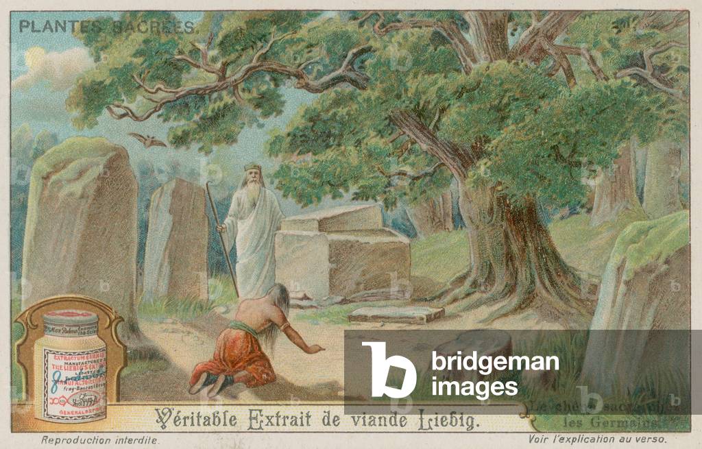 Oak tree sacred to the ancient Germans (chromolitho)