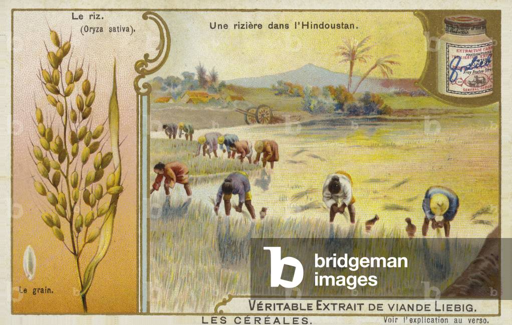 Growing rice in a paddy field in India (chromolitho)