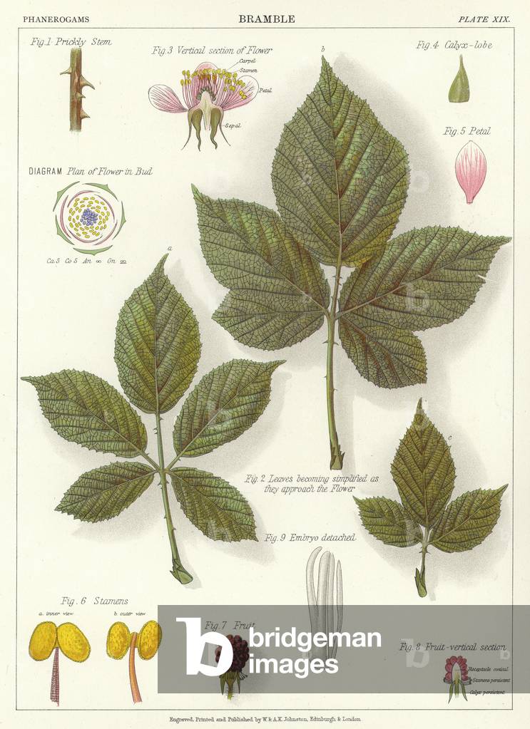 Bramble (colour litho)