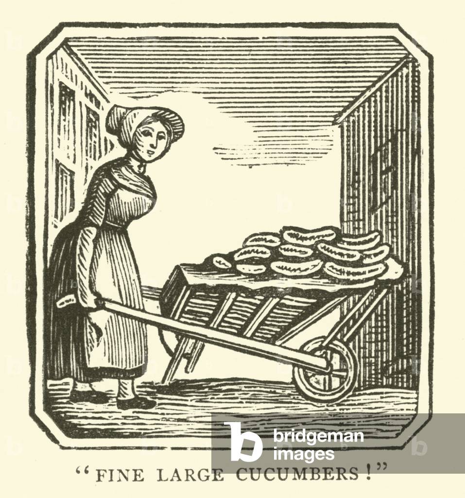 Fine large cucumbers (woodcut)