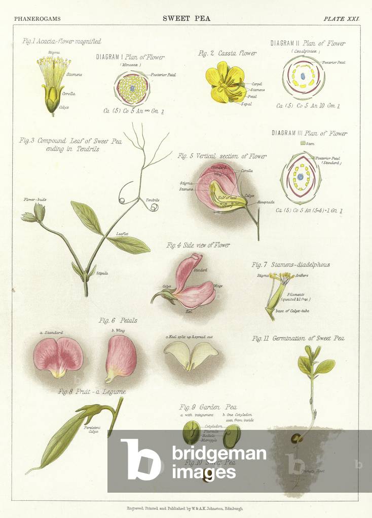 Sweet Pea (colour litho)