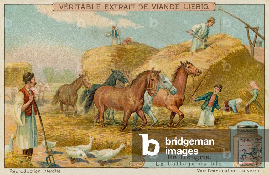 Threshing the wheat crop (chromolitho)