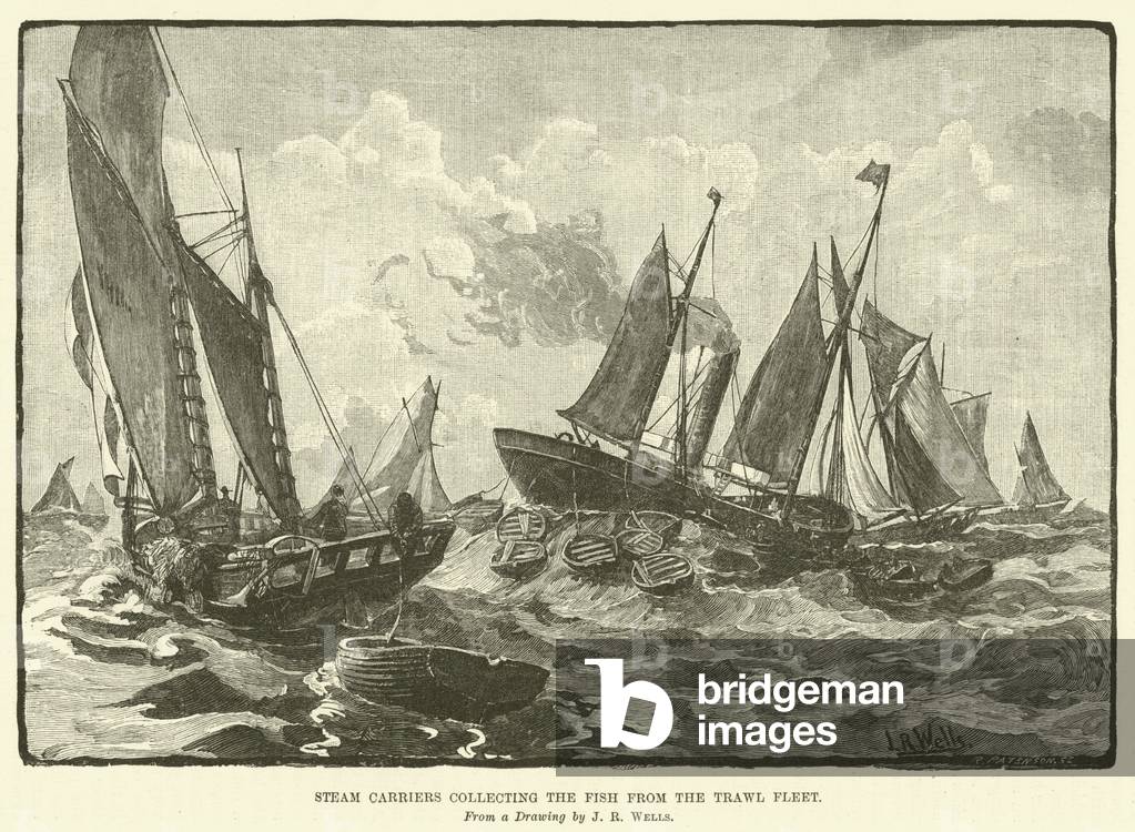 Steam Carriers collecting the Fish from the Trawl Fleet (engraving)