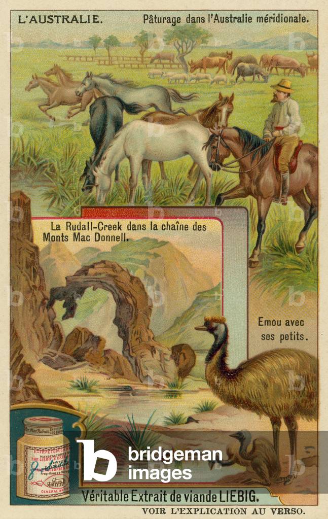 Horses at pasture, Ridell's Creek in the MacDonnell mountains and an emu with its young (chromolitho)