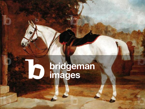 Ali, Portrait of a Horse (oil on canvas)