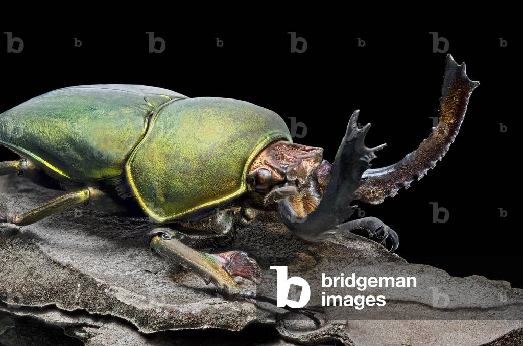 Beetle Lamprima adolphinae male From Papua New Guinea (macrophotography)
