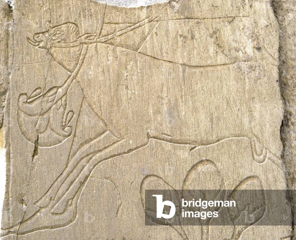Egyptian antiquite: relief depicting a bull. Tomb of Ankh-Hor (Ankh Hor) (TT414) (26th Dynasty, 672-525 BC), Luxor (Thebes), Egypt
